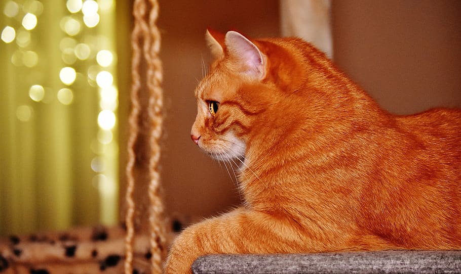 cat, red, funny, cute, mackerel, tiger, sweet, cuddly, animal HD wallpaper