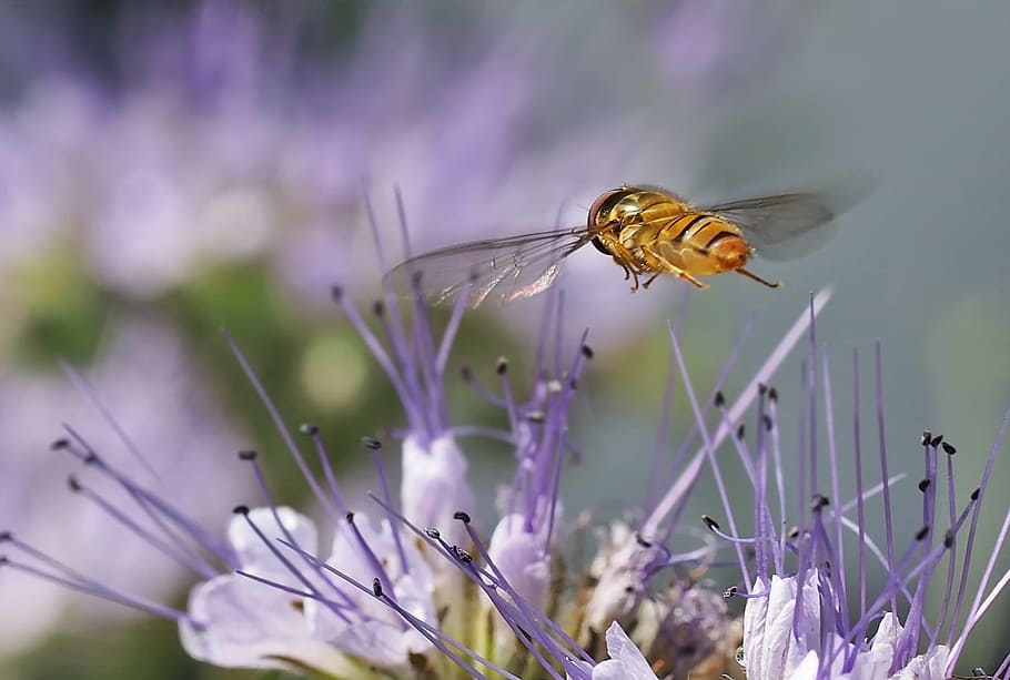 hoverfly flying on purple flower, insect, plant, nature, flowering plant HD wallpaper