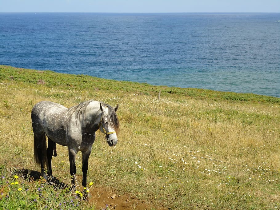 Colt, Landscape, Animals, sea, grass, one animal, nature, horizon over water HD wallpaper