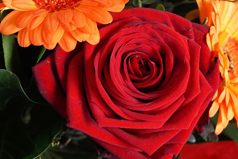 Rose, Red, Flower, Blossom, Bloom, rose bloom, plant, red rose HD wallpaper