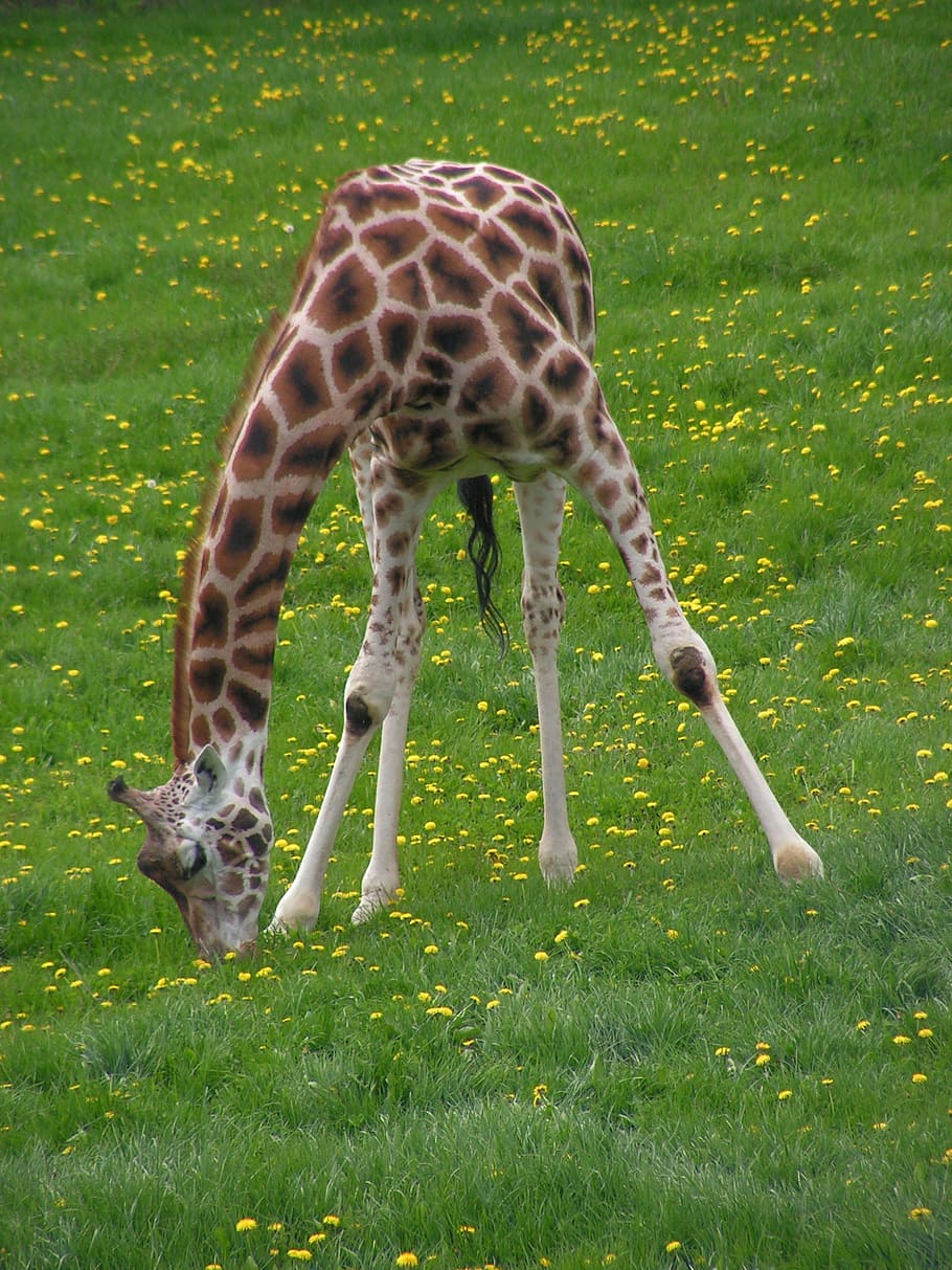 giraffe, graze, grass, animal, nature, mammal, wildlife, outdoors HD wallpaper