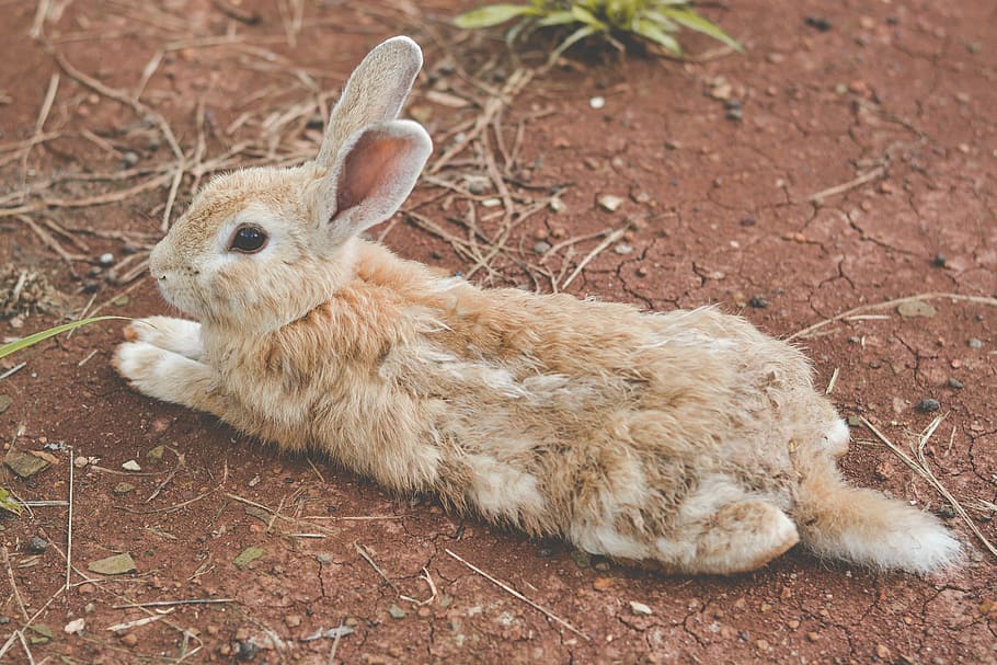 brown rabbit lying on ground, river, ship, bright, thailand, sky