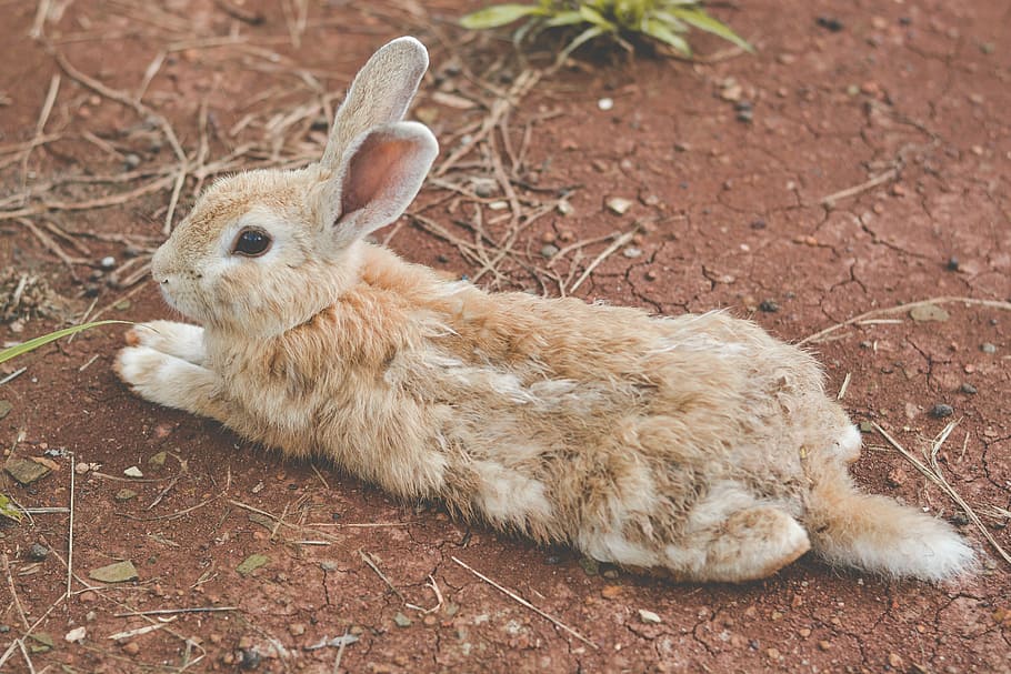 brown rabbit lying on ground, river, ship, bright, thailand HD wallpaper