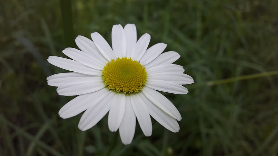 Daisy, Flower, Field, Petals, Yellow, white, nature, spring HD wallpaper