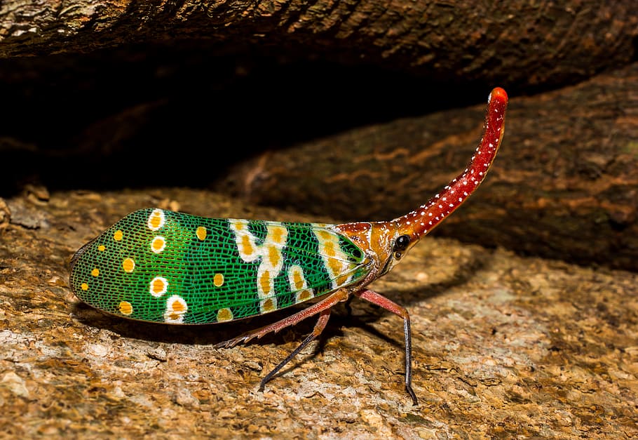 canthigaster cicada, fulgoromorpha, insect, proboscis, long HD wallpaper