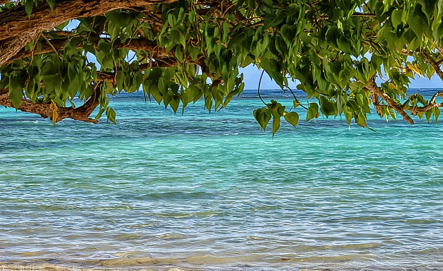 green leaf tree near sea at daytime, nature, water, summer HD wallpaper