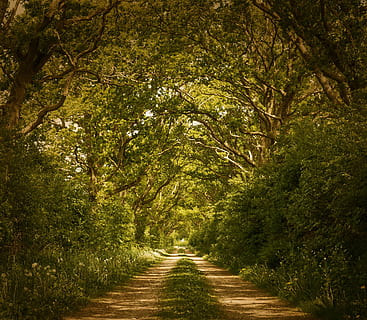 green tree under blue skies during daytime, forest, trees, forest path HD wallpaper