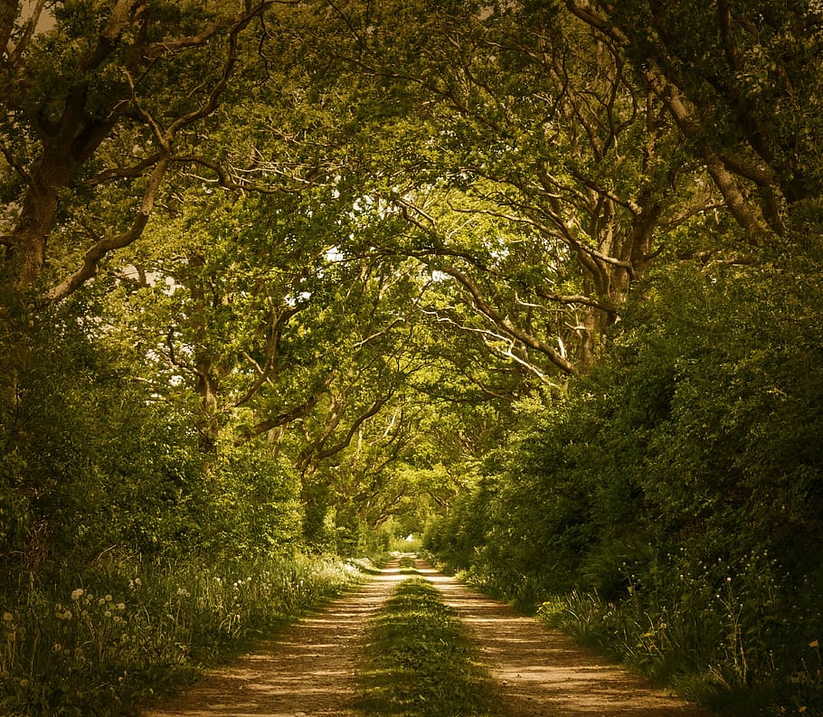 green tree under blue skies during daytime, forest, trees, forest path HD wallpaper