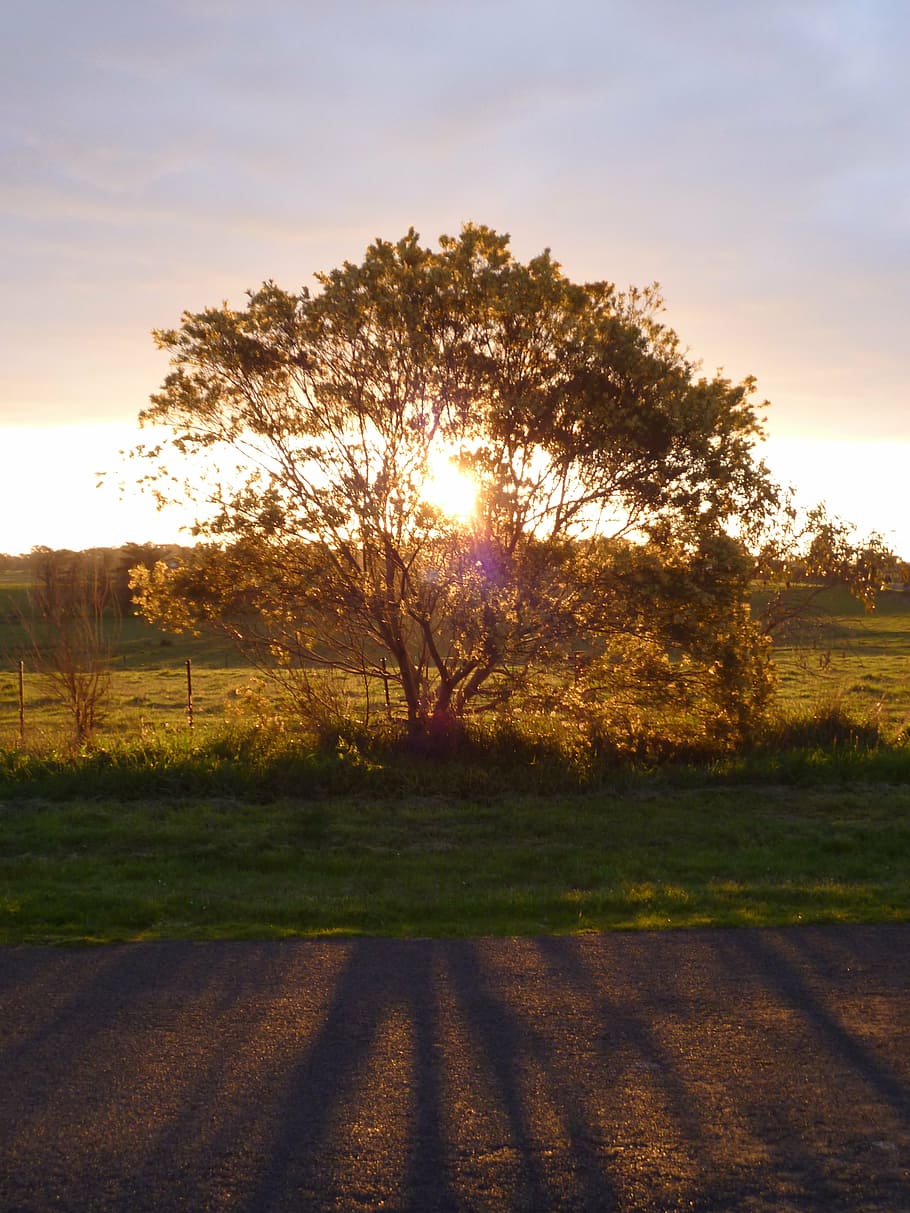 tree, sunset, light, filter, filtering, sunlight, sunrise, farm HD wallpaper