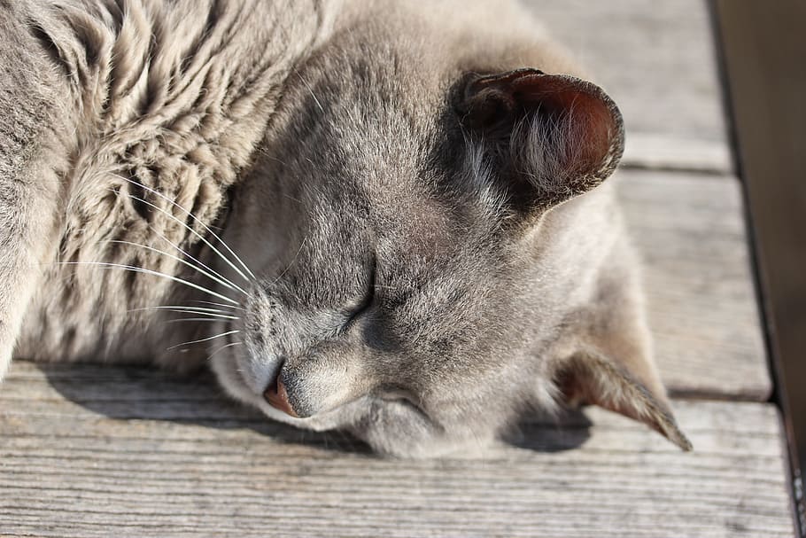 cat, sleeping, feline, mammal, one animal, animal themes, pets HD wallpaper