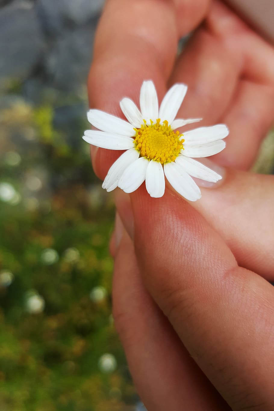 daisy, foreground, white, macro, flower, garden, detail, nature HD wallpaper