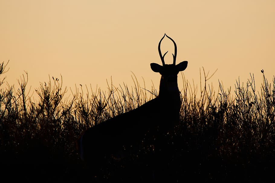 Silhouetted Whitetail Deer at Sunset in Forest with Mountain