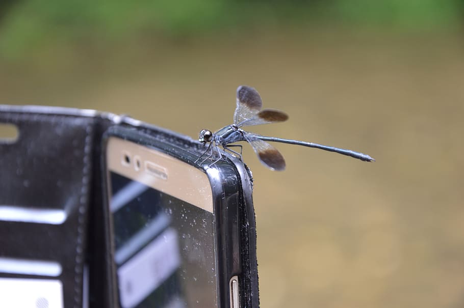 dragonfly, biodiversity, insect, focus on foreground, close-up HD wallpaper