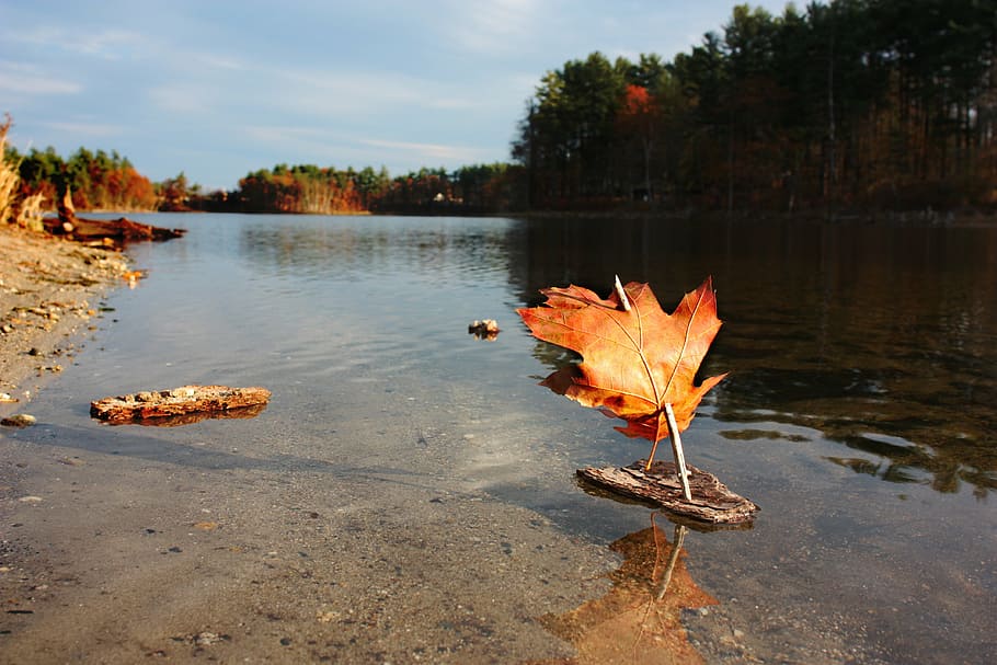 boat, toy, play, fall, pond, autumn, leaf, season, sail, sailing HD wallpaper