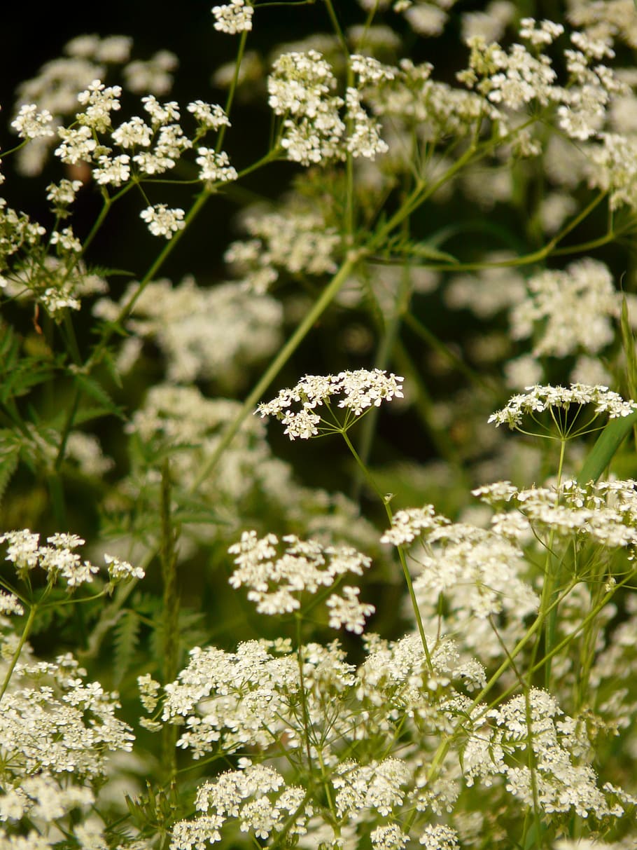 cow parsley, chervil, pointed flower, herb, blossom, bloom, HD wallpaper