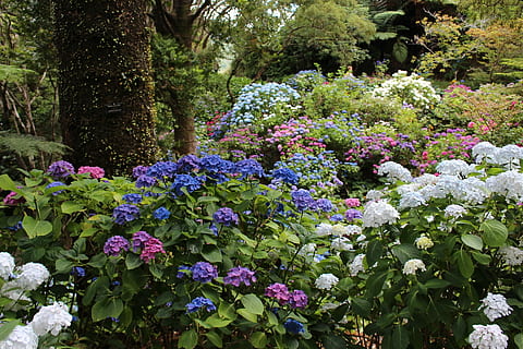 assorted-color petaled flowers with leaves near tree trunk HD wallpaper
