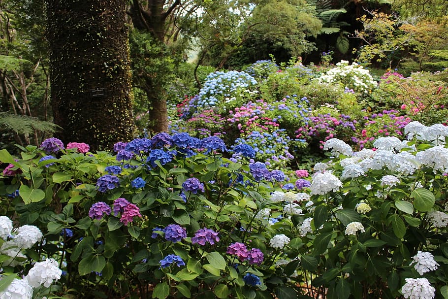 assorted-color petaled flowers with leaves near tree trunk HD wallpaper