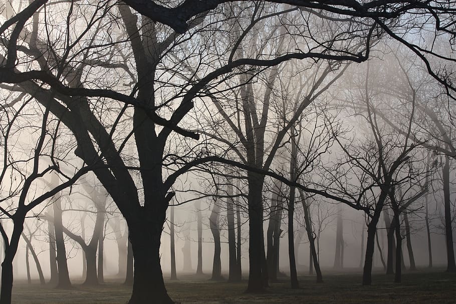 photo of forest covered with fog, woods, texas, mist, trees HD wallpaper