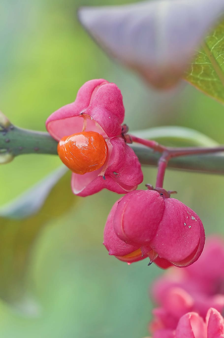 flower, macro, nature, plant, flowering plant, beauty in nature HD wallpaper