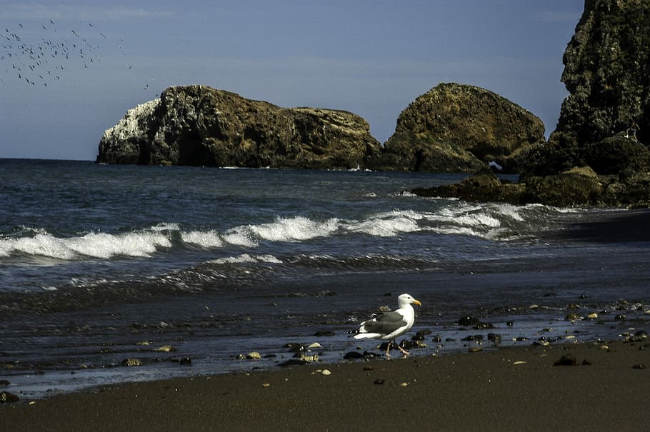 Beach of Santa Cruz Island, Channel Islands National Park, California, HD wallpaper