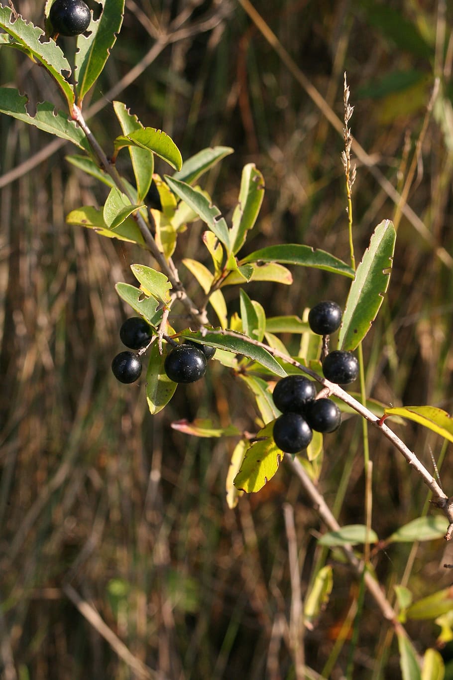 Кустарник с черными плодами фото и название