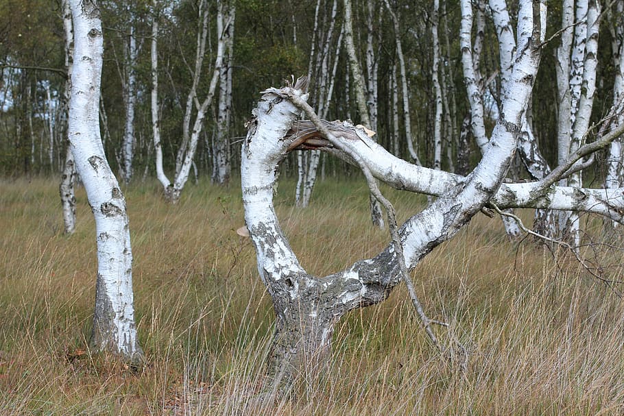 alpha, tree, bent, nature, moor, plant, tranquility, land, trunk HD wallpaper