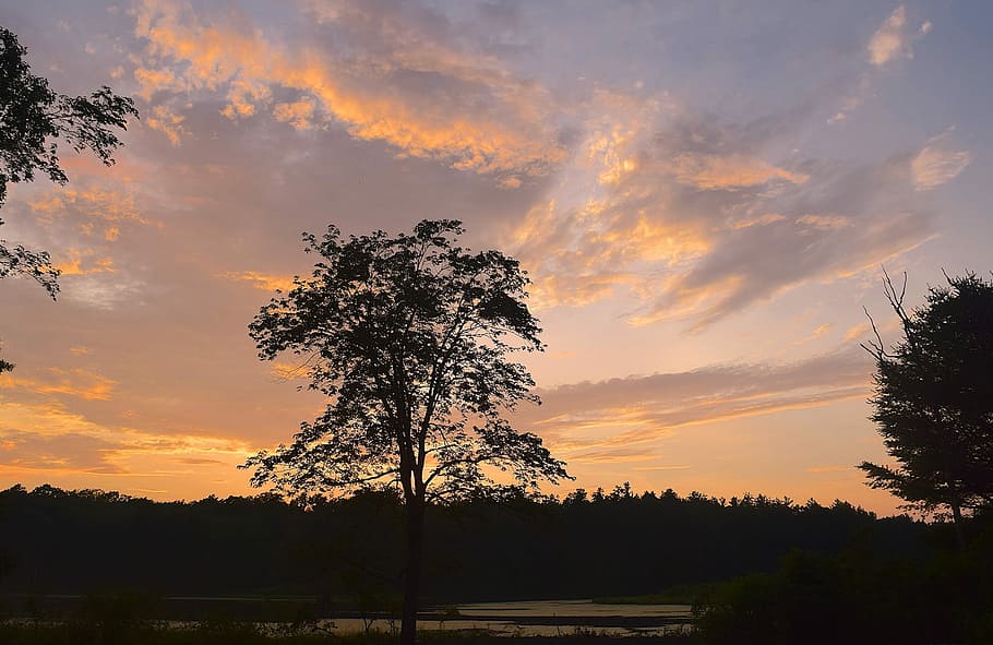 Tree, Sunset, Sunlight, Clouds, sky, evening, nature, landscape HD wallpaper