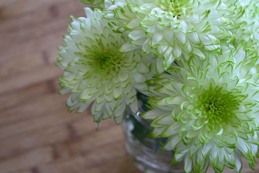 green and white flowers, spring, garden, plant, sun, romantic HD wallpaper