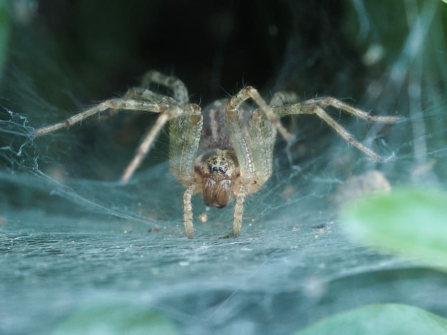 spider, horror nature, insect, network, cobweb, animal, close HD wallpaper
