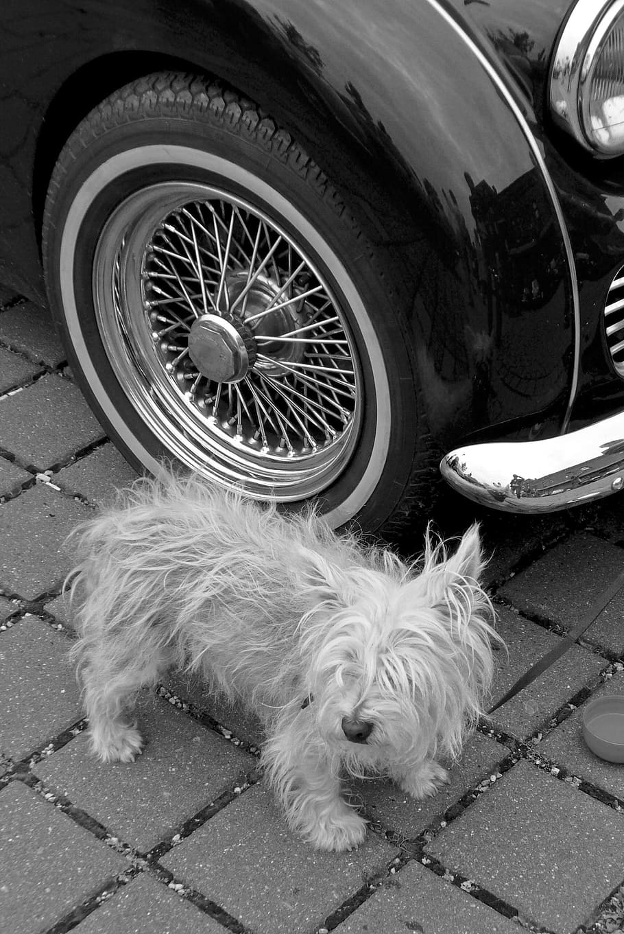 guard dog, oldtimer, small, pet, alone, wait, strange, puppy HD wallpaper