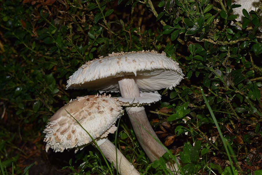 mushroom, nature, forest, fungus, vegetable, plant, growth HD wallpaper
