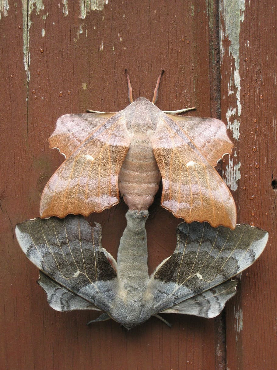 Moths, Pairing, Combines, Connected, butterfly, lepidoptera HD wallpaper
