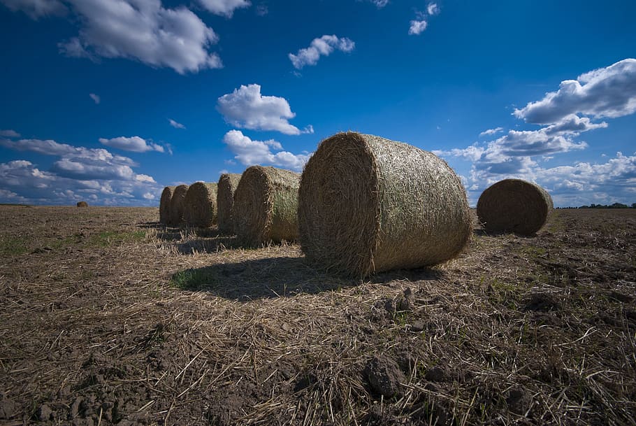 harvest, grain, straw, or, blue, clouds, nature, summer, hay HD wallpaper