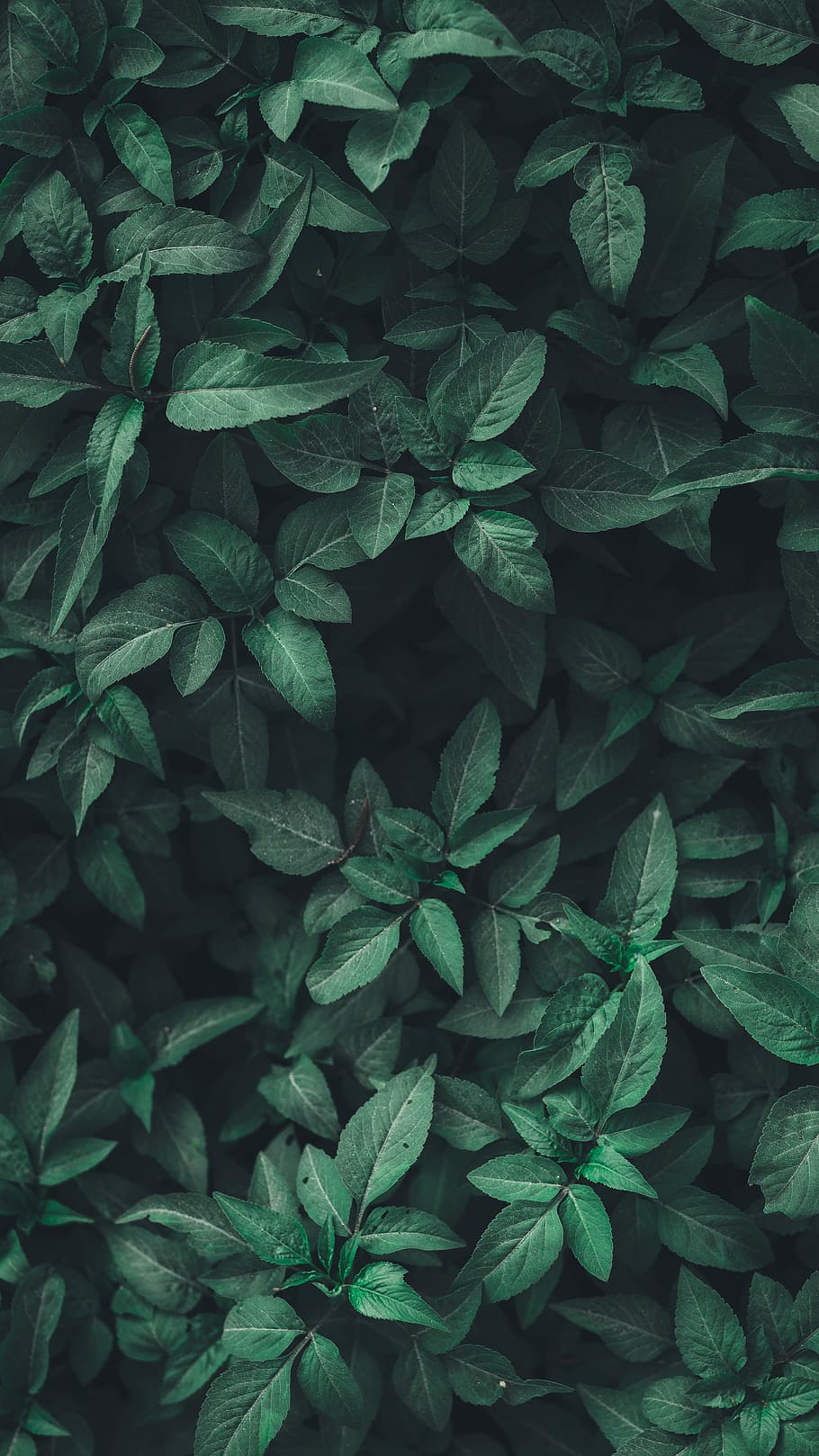 green leaf plants, shallow focus photography of green leafed plant HD wallpaper