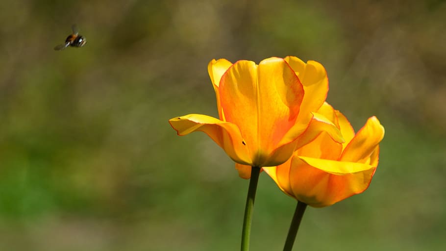 natural, flower, bee, summer, flowering plant, animal wildlife HD wallpaper