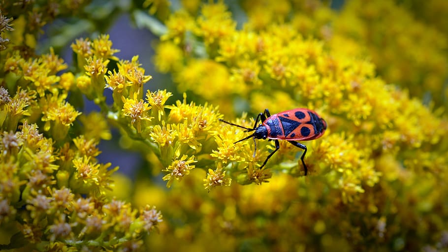 fire beetle, insect beetle, nature, close, insect photo, animals HD wallpaper