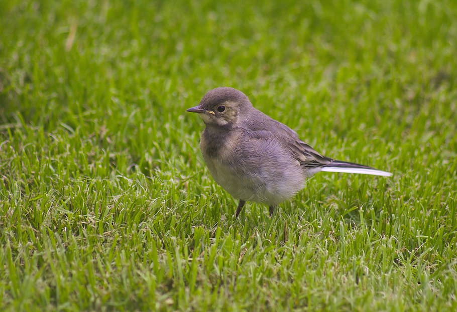 White Wagtail, Bird, Standing, Cute, feather, outdoors, green HD wallpaper