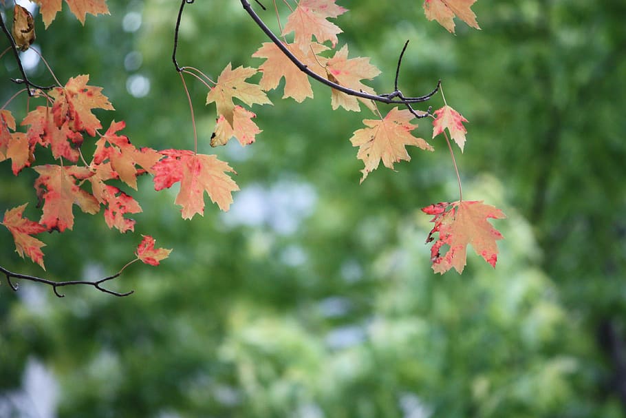 leaves, tree, red, maple, branch, branches, trees, forest, woods HD wallpaper