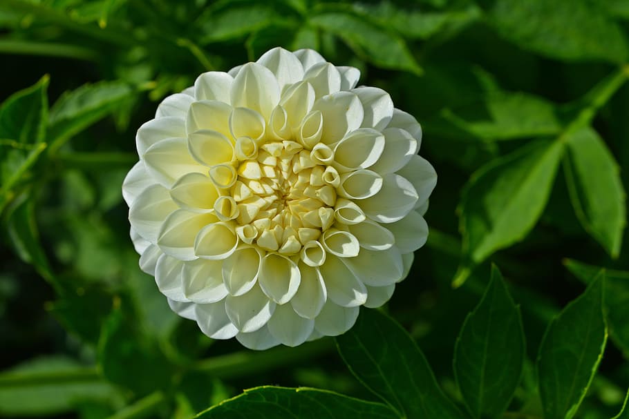 dahlia, blossom, bloom, flower, white, garden plant, flower garden HD wallpaper