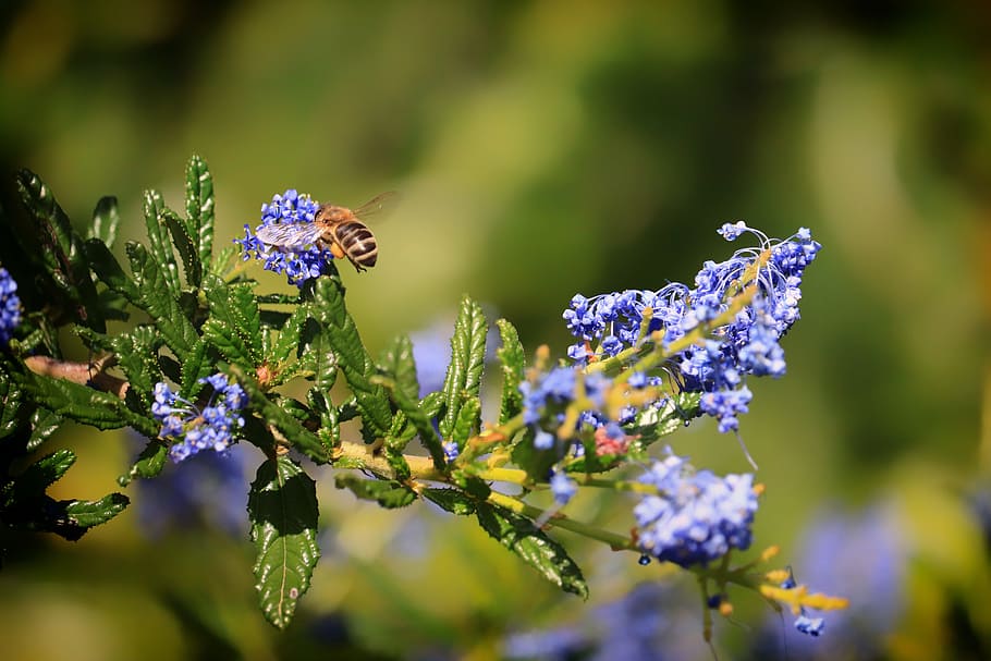 bee, flower, nature, flowering plant, beauty in nature, animal HD wallpaper