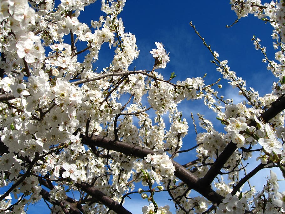 cherry, tree, branch, season, flower, plant, blossom, low angle view HD wallpaper