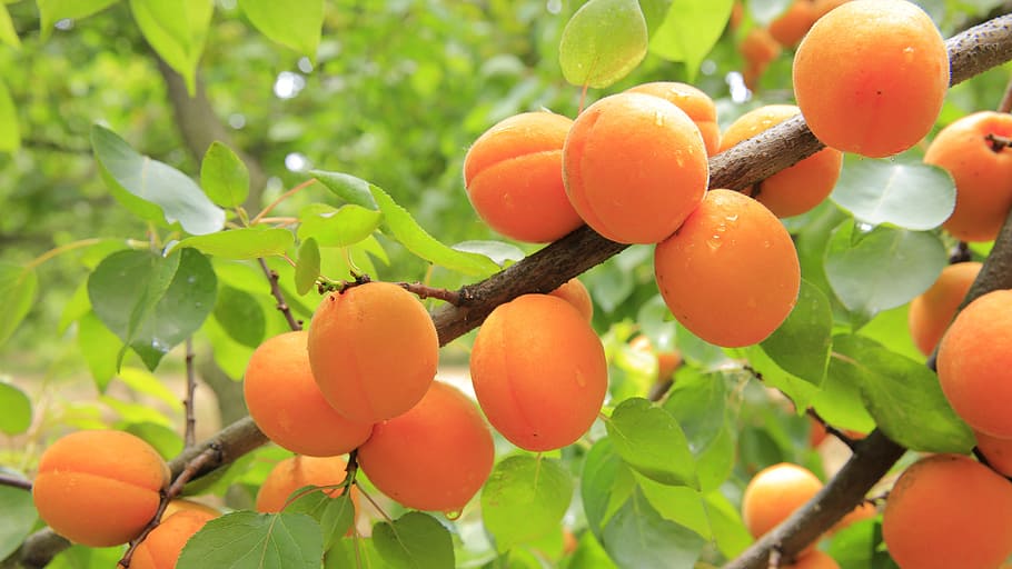 peach fruit on tree branch, peaches, rain, water drops, yellow HD wallpaper
