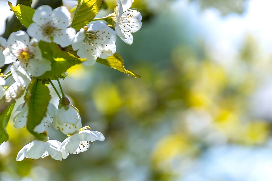 nature, flowers, garden, petals, background, beautiful, bloom HD wallpaper