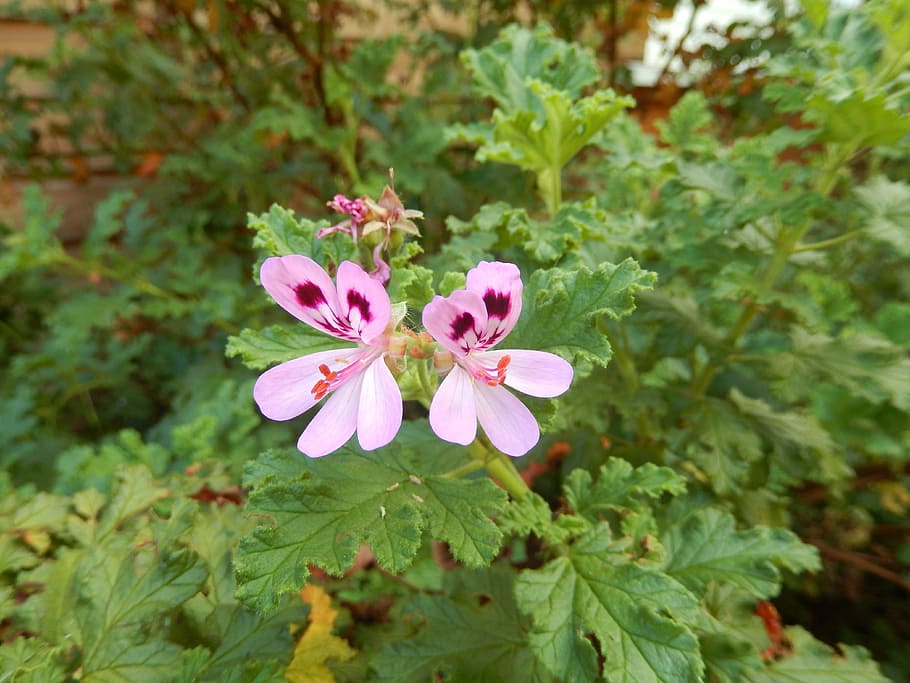 geranium, flower, pink, flowering plant, pink color, beauty in nature HD wallpaper