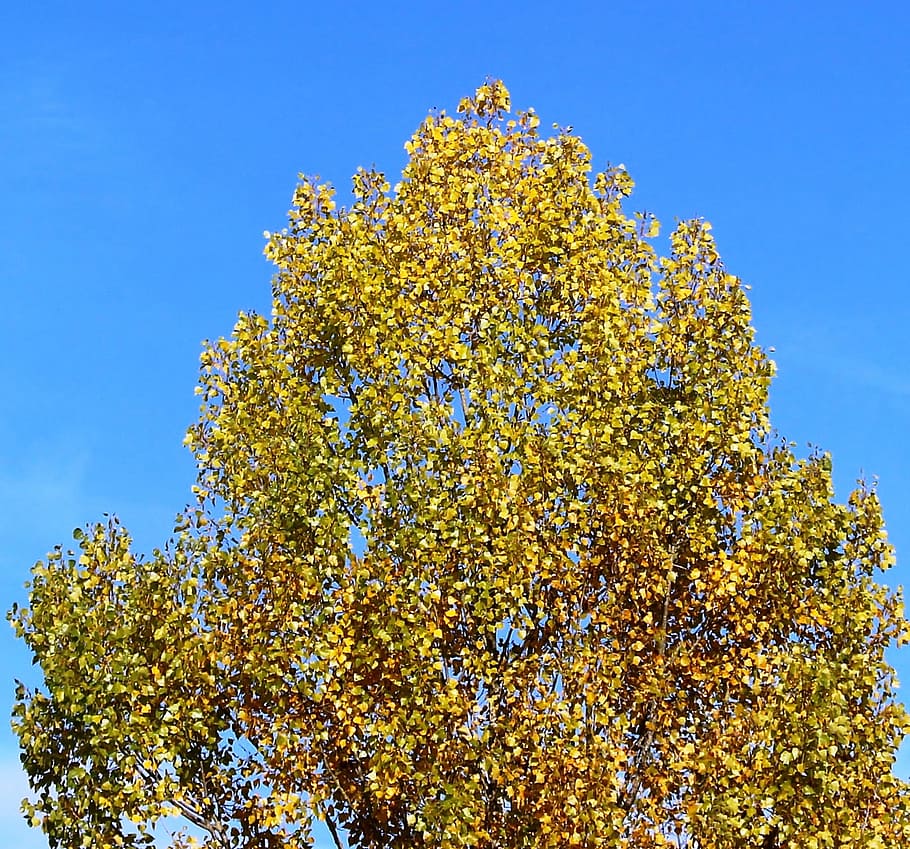 Tree, Crown, Autumn, Leaves, autumn colours, sky, yellow, growth HD wallpaper