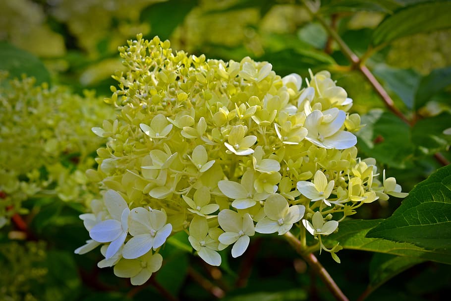 panicle hydrangea, flowers, garden, hydrangea flower, greenhouse hydrangea, HD wallpaper