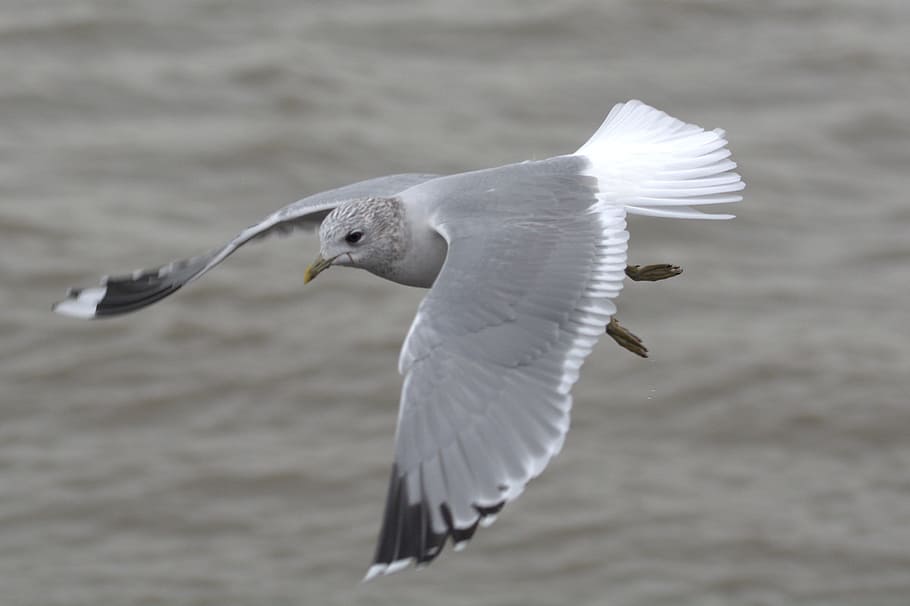 Herring Gull, Seagull, Larus, Bird, laridae, north sea, seevogel HD wallpaper