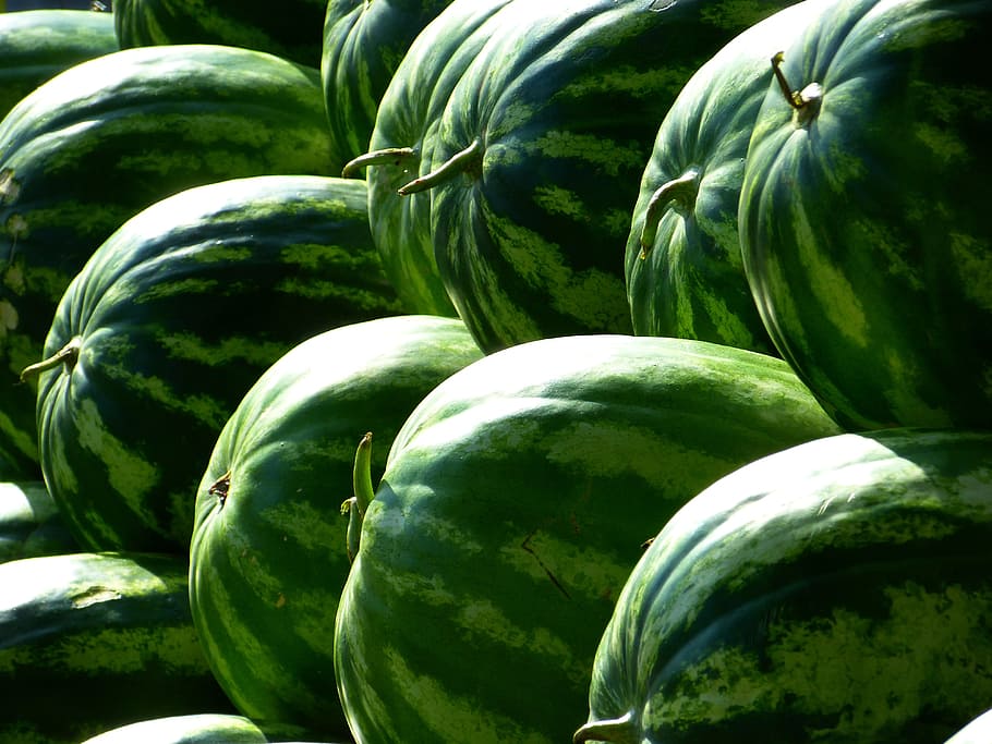 watermelon lot, melons, water melons, fruit, green, green color HD wallpaper