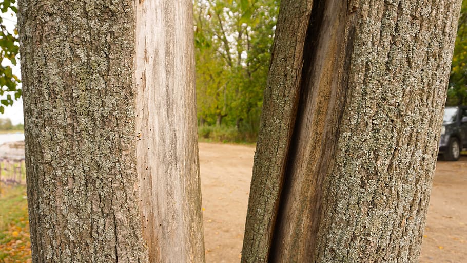 trees, forest, nature, forest trees, green, landscape, natural HD wallpaper