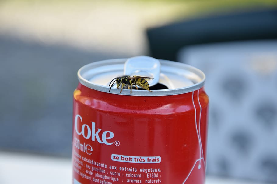 wasp, sugar, coca, drink, coca-cola, focus on foreground, red HD wallpaper